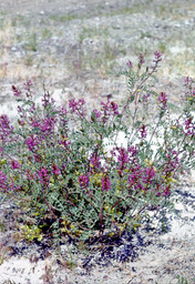 Vetch or Rattlepod or Locoweed (Astragalus lentiginosus - Fabaceae)