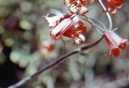 Scarlet Fritillary (Fritillaria recurva - Liliaceae)