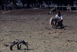 Sheepherder with sheep and lambs