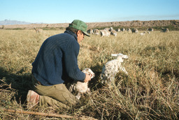 Sheepherder with lambs and grazing sheep