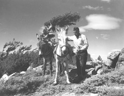 Jean Pierre Laxalt with pack burros