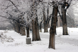 Winter on campus, Quad, 2005