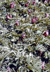 Pacific Bleeding Heart (Dicentra formosa - Fumariaceae)