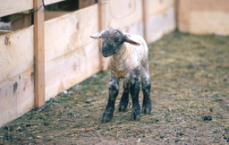 Newborn lamb in pen