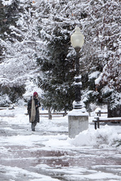 Winter trees on campus, 2011