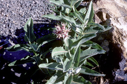 Showy milkweed (Asclepias speciosa - Asclepiadaceae)