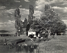 Longabaugh Ranch cattle