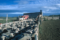 Herders loading shorn sheep onto sheep truck