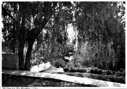 Willow by the bridge, 1920