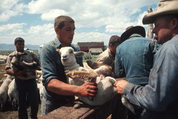 Herders castrating and docking lambs