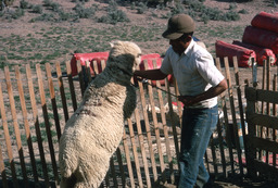 Herder catching a sheep for shearing