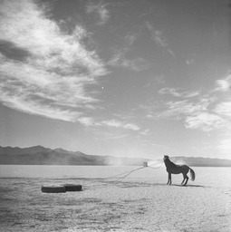 Truck in background, horse with rope attached to two tires around neck