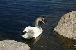 Manzanita Lake, swan, 2007