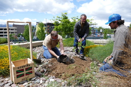 Attempt to remove Tree of Gernika from pot