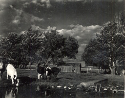 Herd of cattle by pond