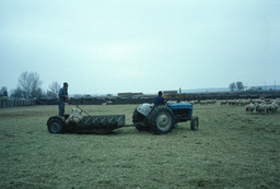 Tractor pulling sled with herder and ewe