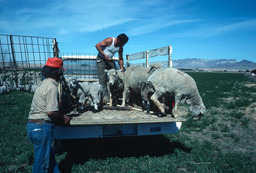 Unloading sheep from the back of a pickup truck