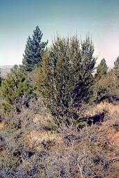 Curl-leaf mountain mahogany (Cercocarpus ledifolius - Rosaceae)