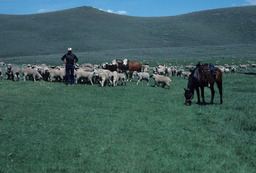 Rancher, Sheep, and Cattle on a Mountainside