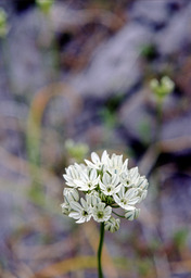 Inland Muilla (Muilla transmontana - Liliaceae)