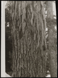 Lichen on tree trunk, copy 1