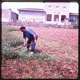 Man in field with gardening tool