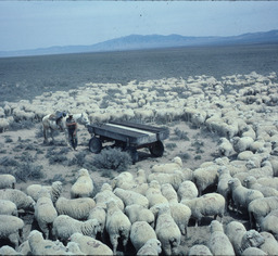 Basque sheepherders delivering water to flock