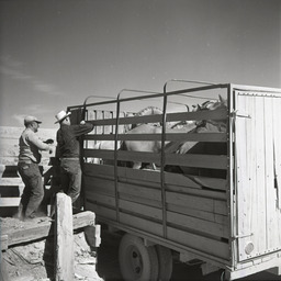 Wild horses on truck