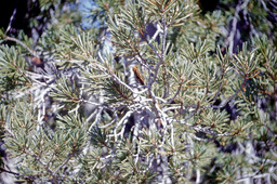 Whitebark Pine (Pinus albicaulis - Pinaceae)