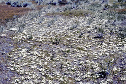 California hesperochiron (Hesperochiron californicus - Hydrophyllaceae)