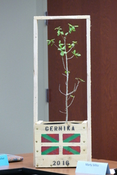 Tree of Gernika before planting