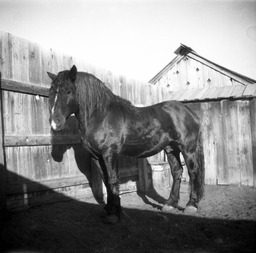 Horse standing in corral