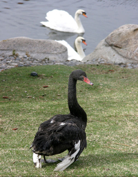 Manzanita Lake, swans, 2005