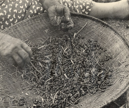 Pine nut gathering, winnowing tray with pine nuts