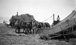 Mowing hay with eight machines on the Sheep Camp