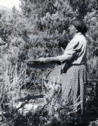 Pine nut gathering, woman with winnowing tray and burden basket