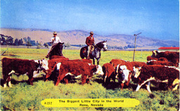Cattle in Reno, Nevada