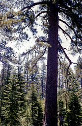 Jeffrey Pine (Pinus Jeffreyi - Pinaceae)
