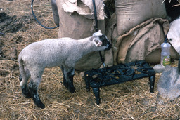 Lamb standing beside feed bags
