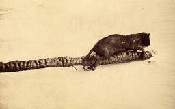 Charred remains of cat after Virginia City fire of 1866