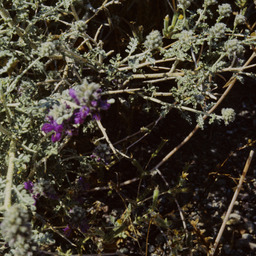 Nevada Indigo Bush (Psorothamnus polydenius - Fabaceae)