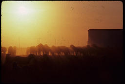 Sheep flock at sunset