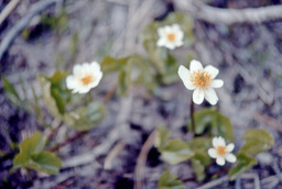 Howell's Marsh Marigold (Caltha howellii - Ranunculaceae)