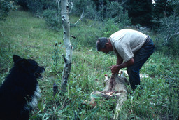 Herder preparing to butcher a sheep for meat