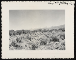 Ruby Range with sagebrush in foreground, copy 2