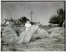 Old-Fashioned Threshing Bee, young boy tying hay