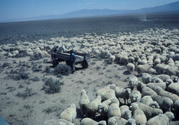 Basque sheepherders delivering water to the flock