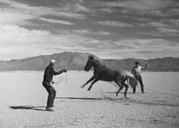 Two men trying to rope horse
