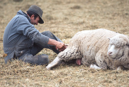 Sheepherder assisting ewe with birth of lamb