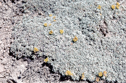 Matted buckwheat (Eriogonum caespitosum - Polygonaceae)